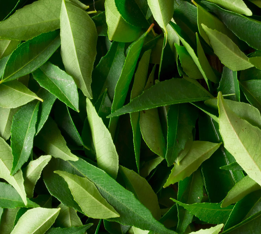 Curry Leaves