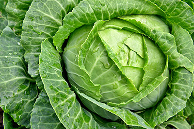 Cabbage