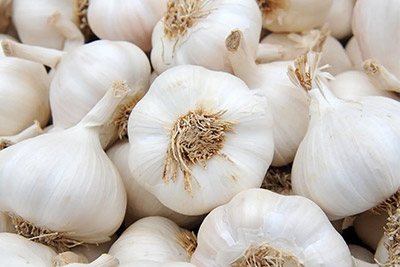 Garlic