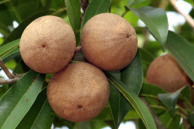 Sapodilla