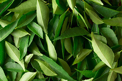 Curry Leaves